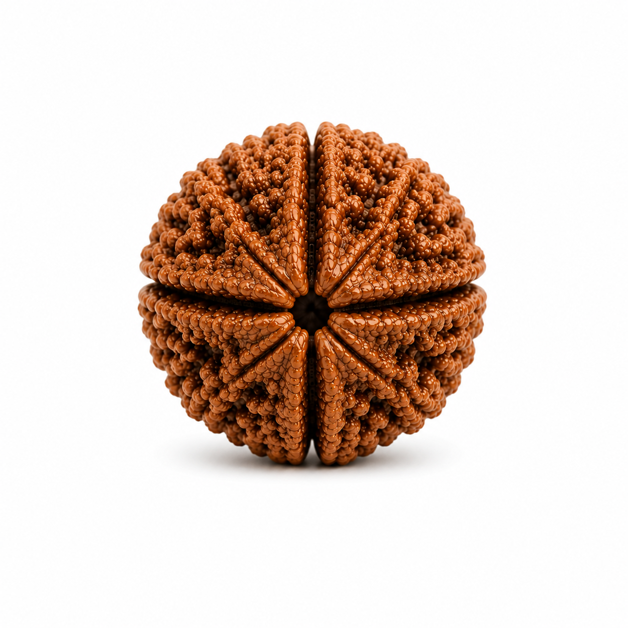 4 Mukhi Rudraksha ( Nepal Origin)